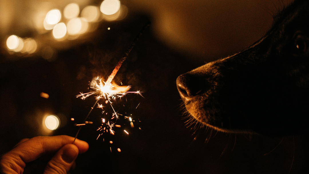 Last Minute Silvester Tipps für Angsthunde