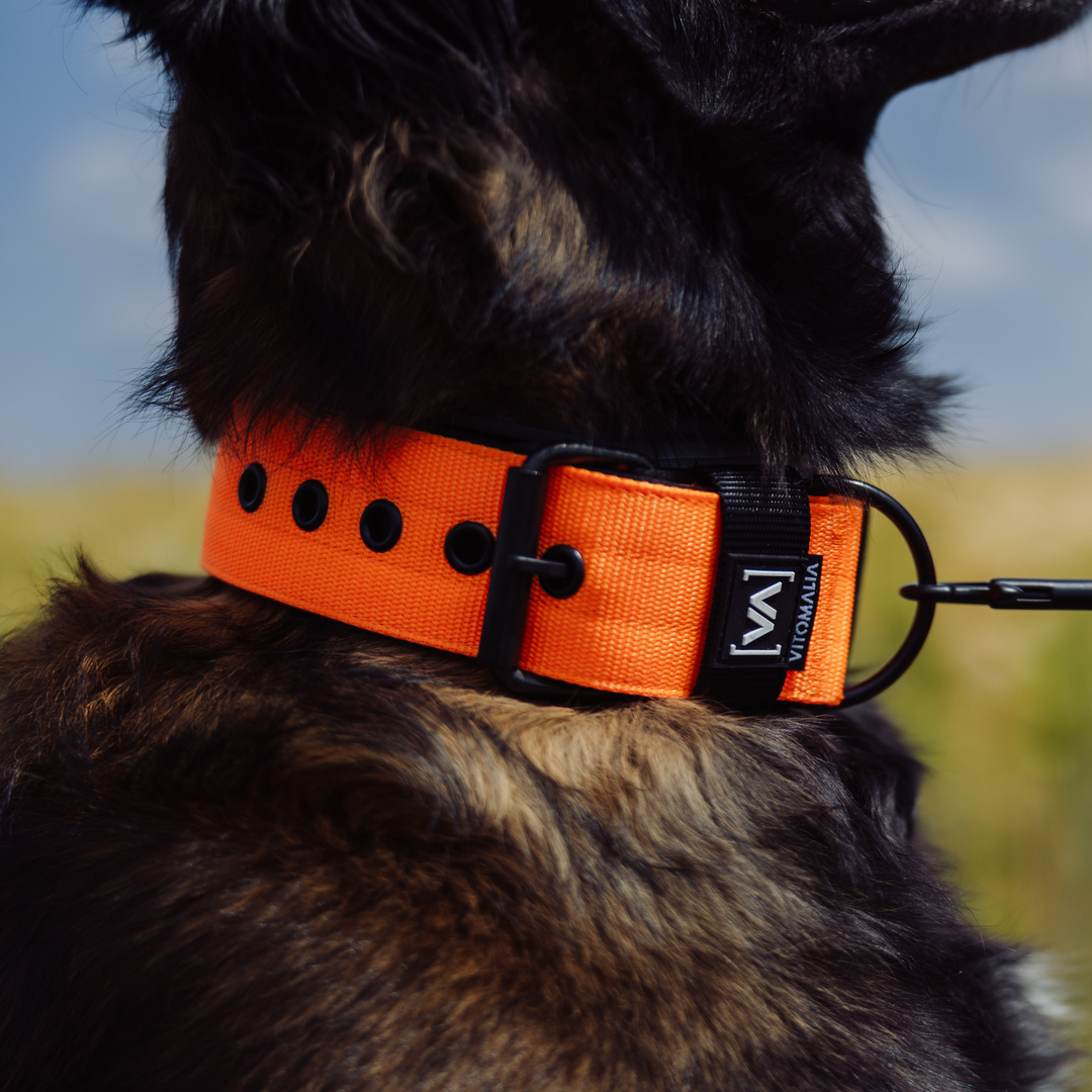 Klassisches Hundehalsband mit abstehender Innenfütterung - Nero Orange - Vitomalia - Hundehalsband Classic Edition