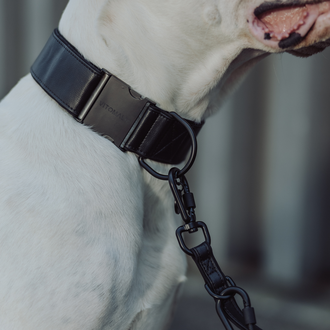 Piñatex Luxus-Hundehalsband - Nachhaltiges Ananas-Leder in Schwarz - Vitomalia - Hundehalsband