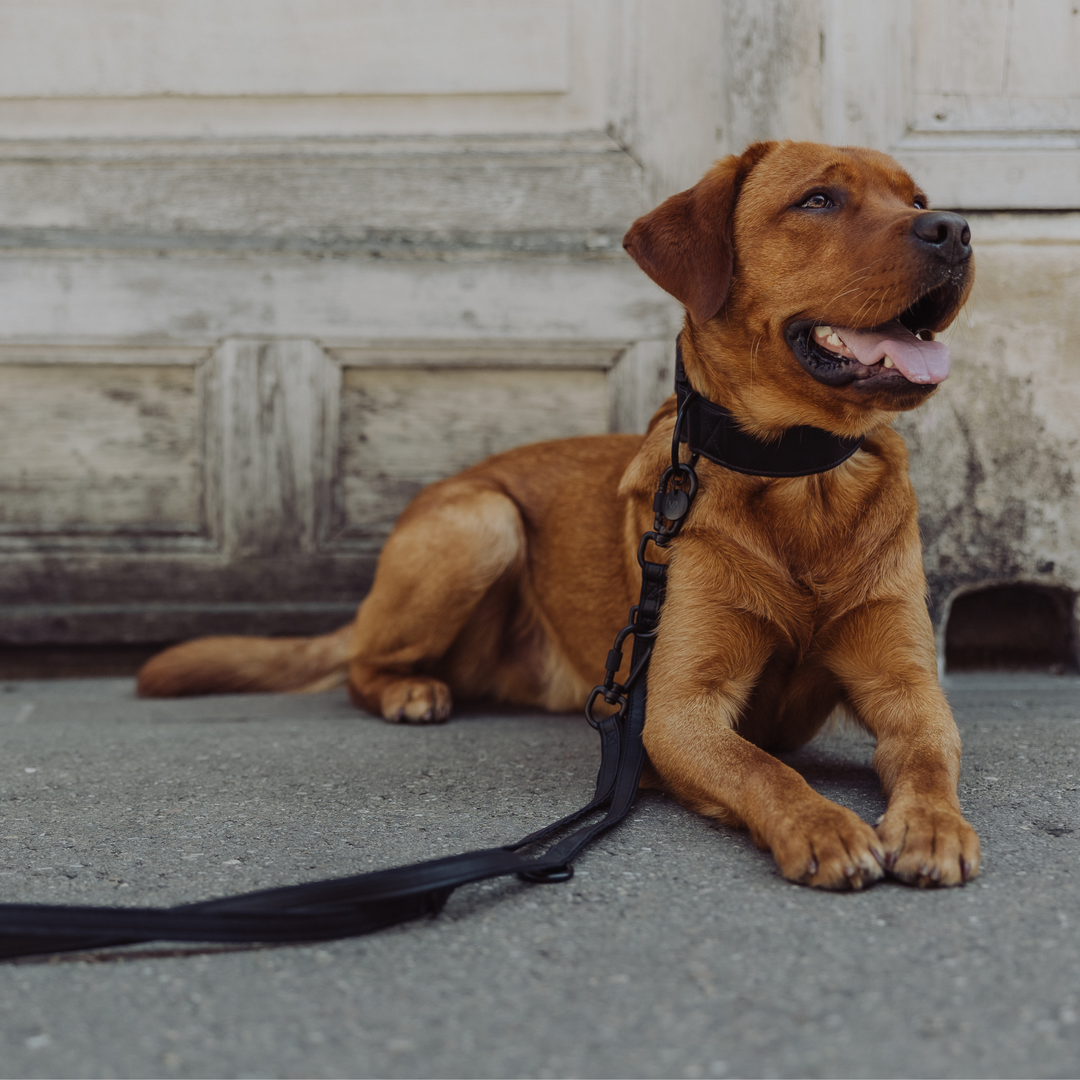 Piñatex Luxus-Hundehalsband - Nachhaltiges Ananas-Leder in Schwarz - Vitomalia - Hundehalsband